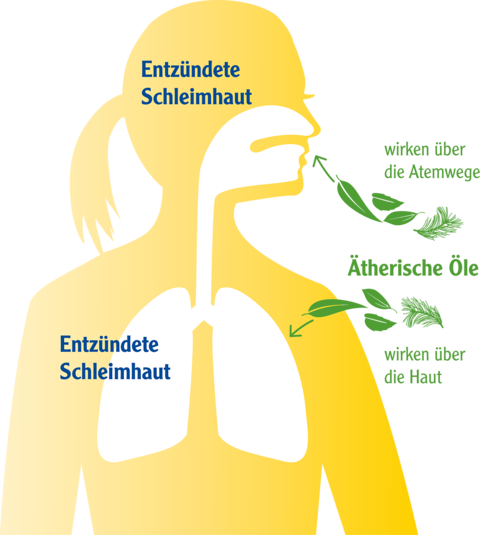 Infografik zur Wirkung der ätherischen Öle über die Atemwege und über die Haut