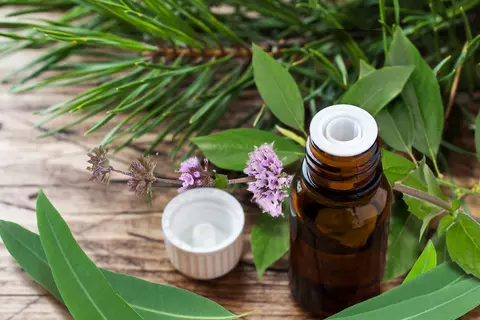 Ätherisches Öl gewonnen aus Eucalyptus, Kiefer, Pfefferminze und Campher