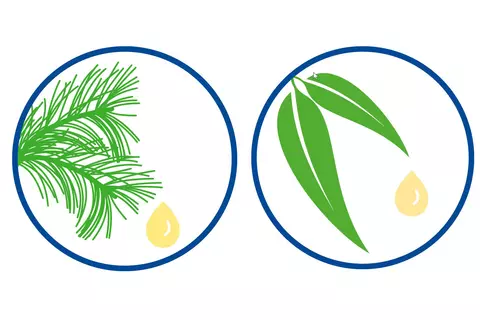 Grafik zeigt Kiefernnadelöl & Eucalyptusöl und als Bestandteile der Erkältungssalbe