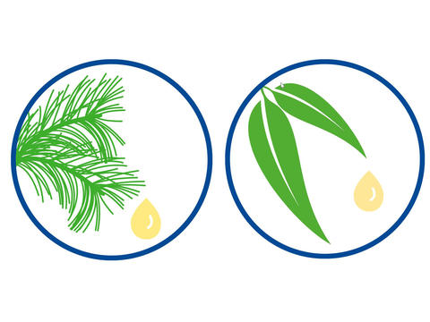 Eucalyptusöl & Kiefernnadelöl