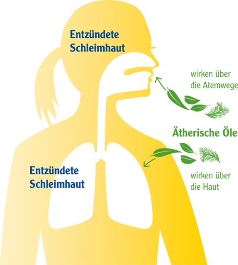 Infografik zur Wirkung der ätherischen Öle über die Atemwege und über die Haut